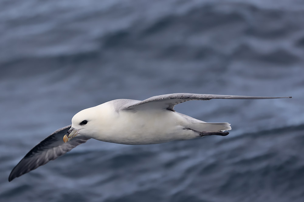 Fulmar