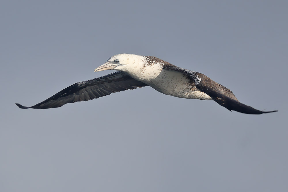 Gannet