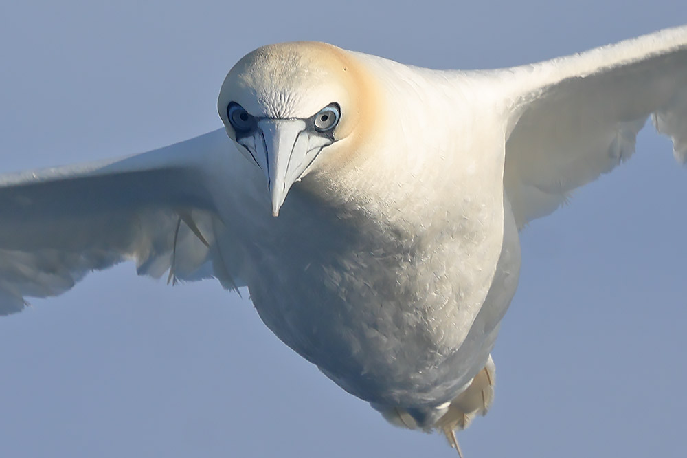 Gannet