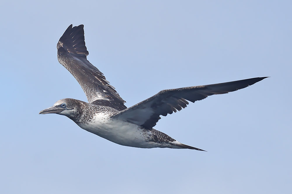 Gannet