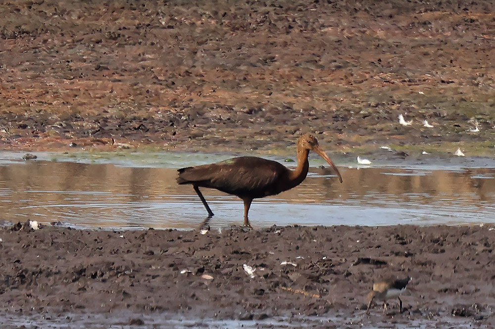 Glossy ibis