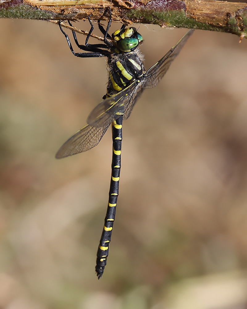 Golden-ringed dragonfly