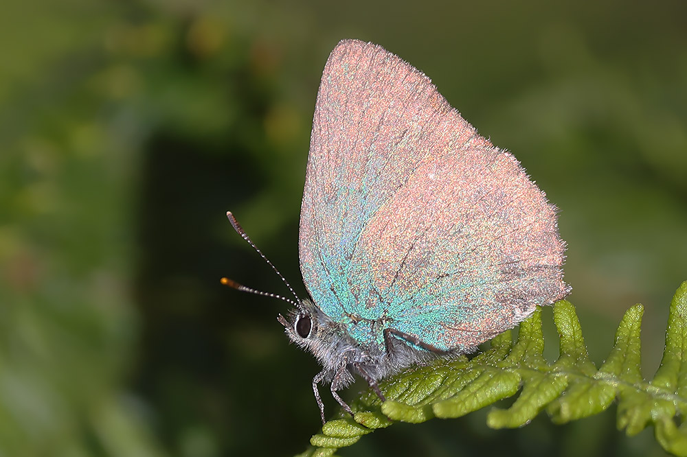 Green hairstreak