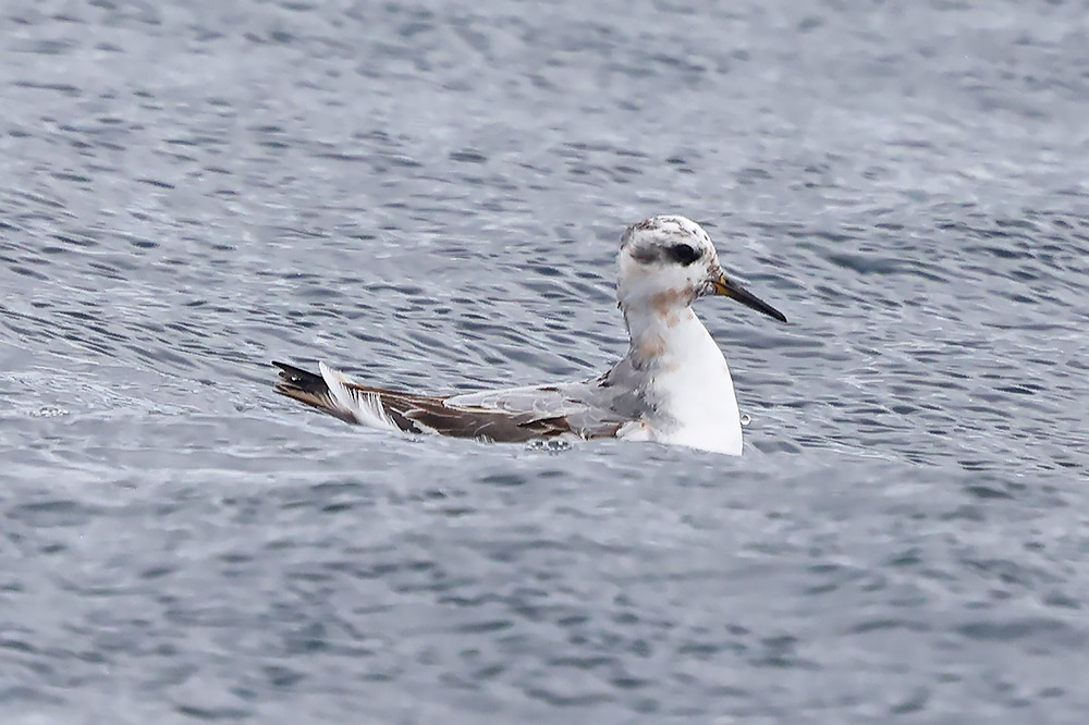 Grey phalarope