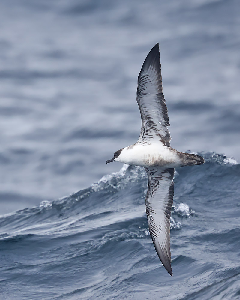 Great shearwater