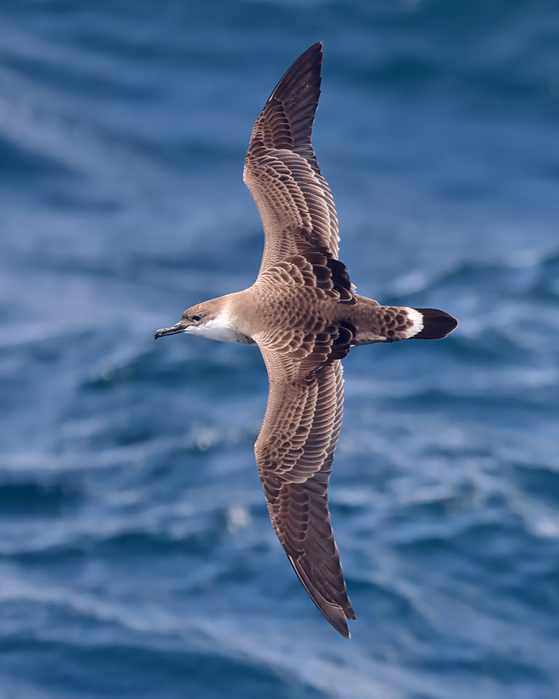 Great shearwater