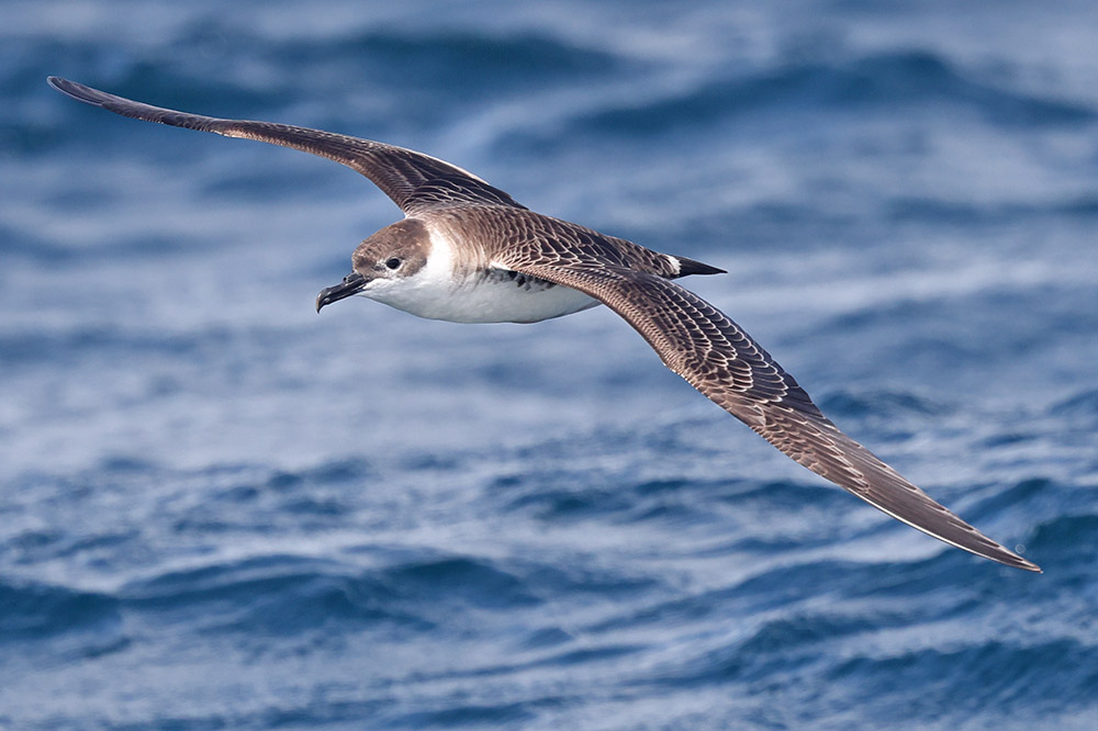 Great shearwater