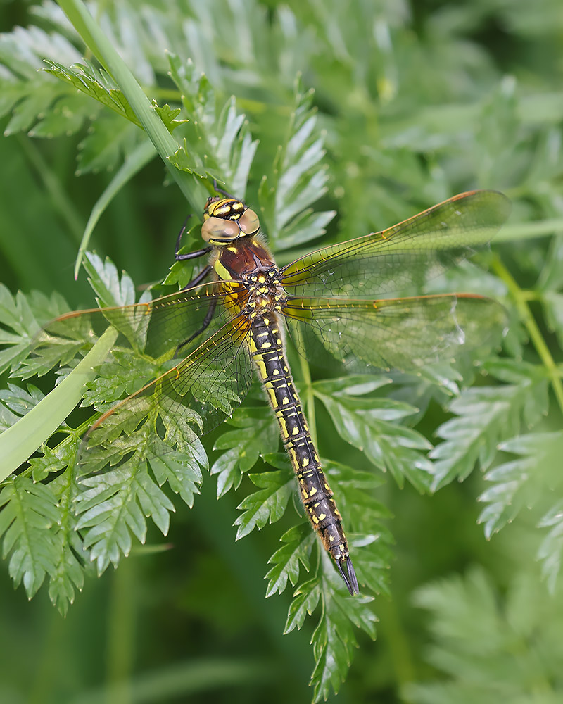 Hairy dragonfly