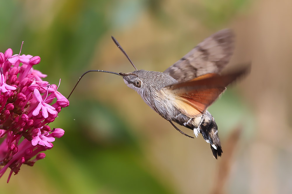 Hummingbird hawkmoth