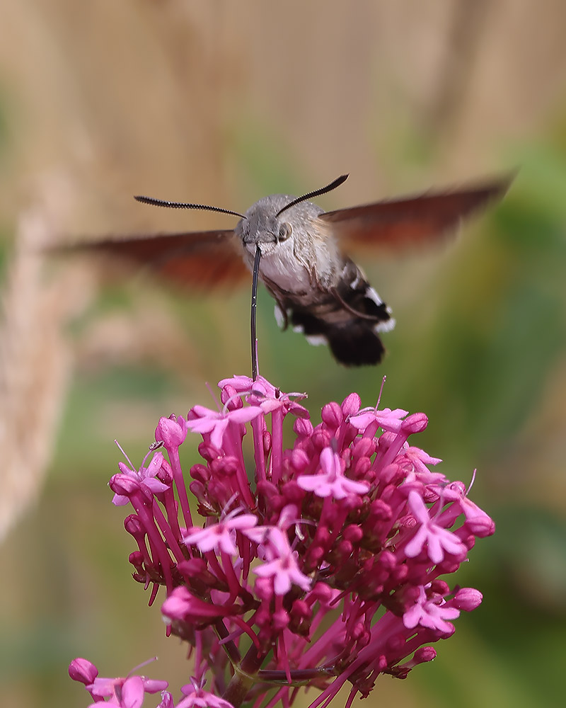 Hummingbird hawkmoth