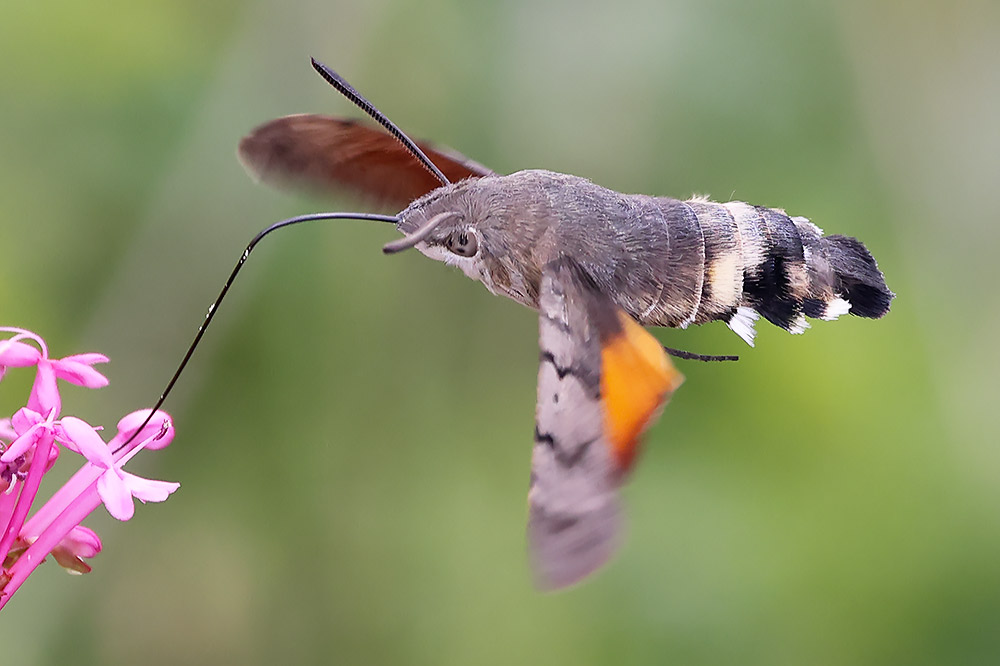 Hummingbird hawkmoth