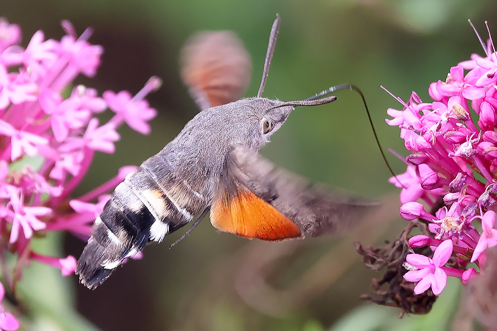 Hummingbird hawkmoth