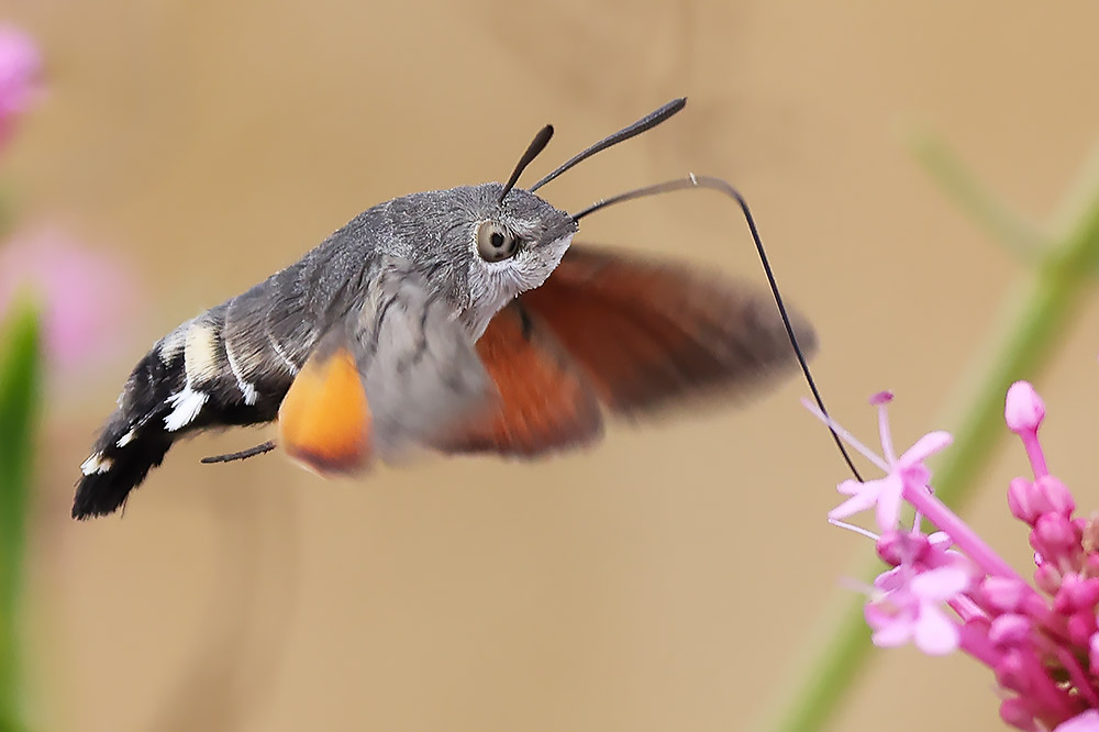 Hummingbird hawkmoth