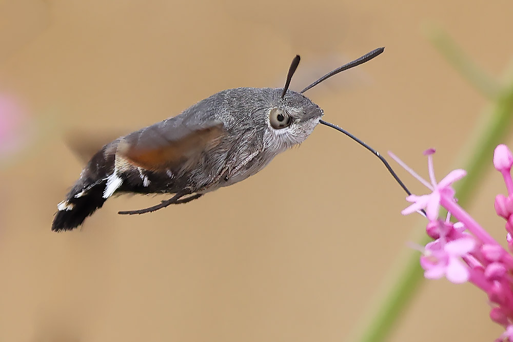 Hummingbird hawkmoth