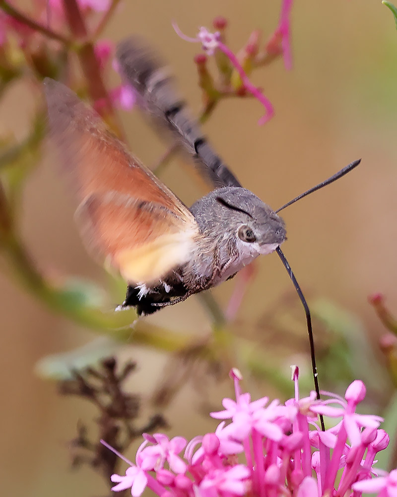 Hummingbird hawkmoth