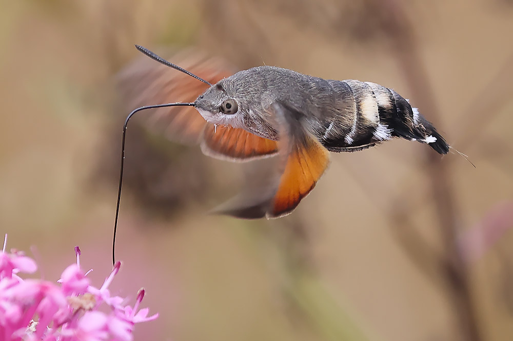 Hummingbird hawkmoth