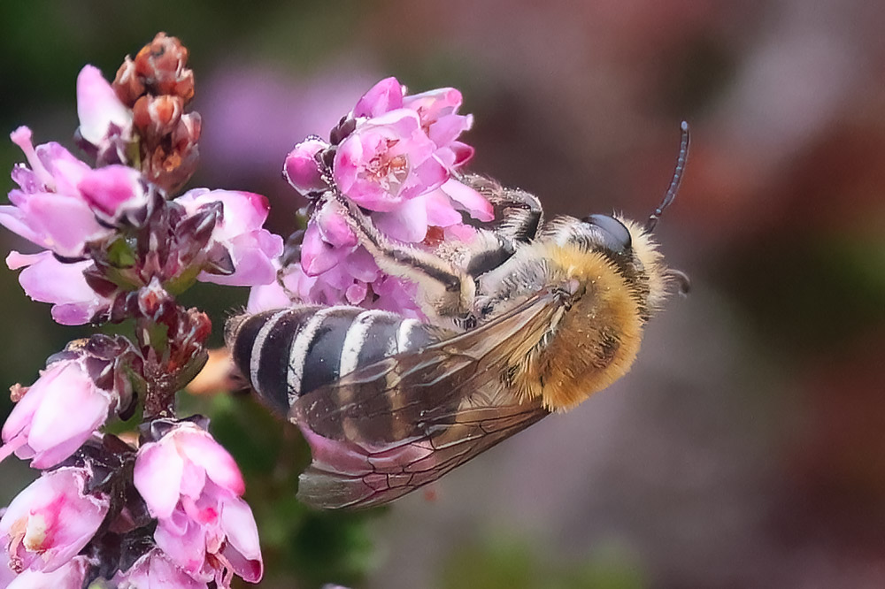 Heather colletes