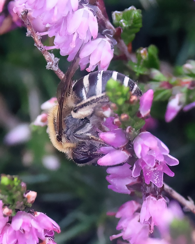 Heather colletes