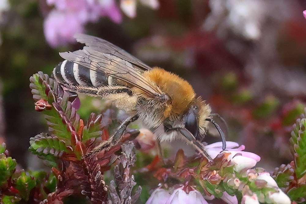 Heather colletes