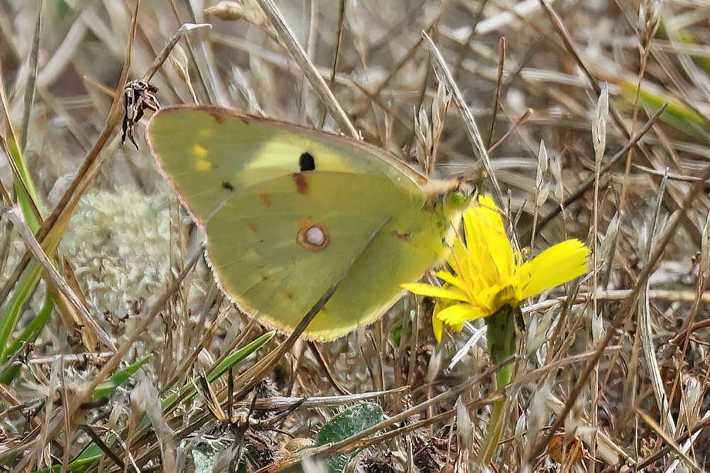 helice cluded yellow