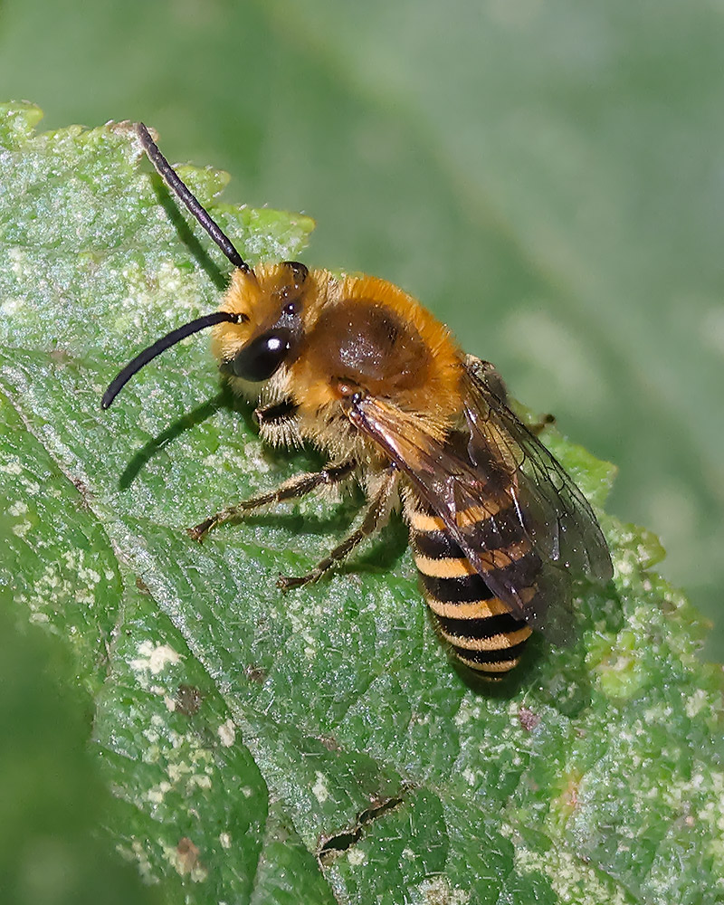 Ivy bee