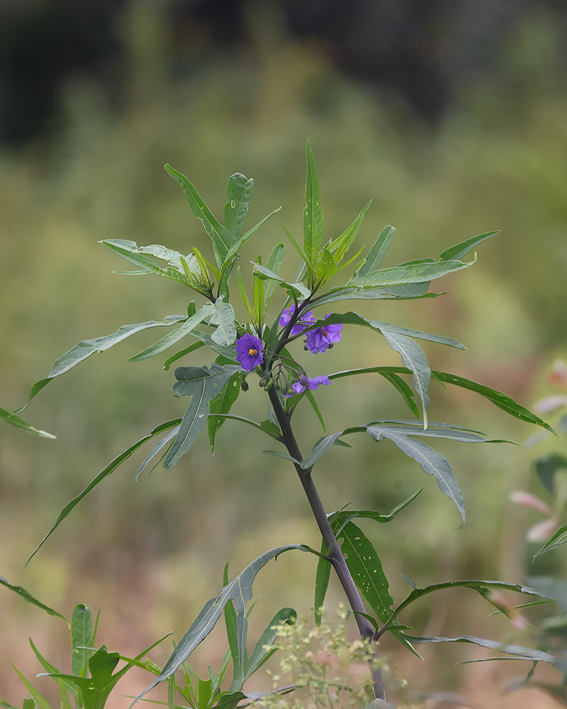 Kangaroo apple