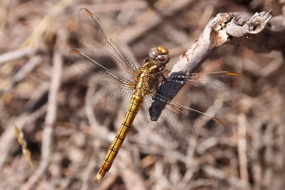 Keeled skimmer