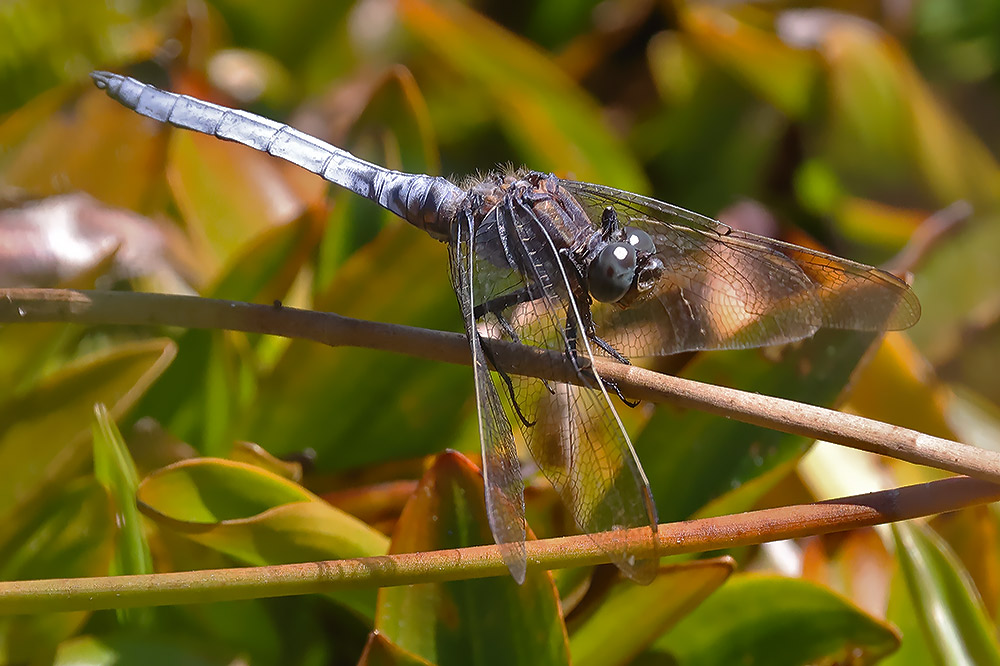 Keeled skimmer