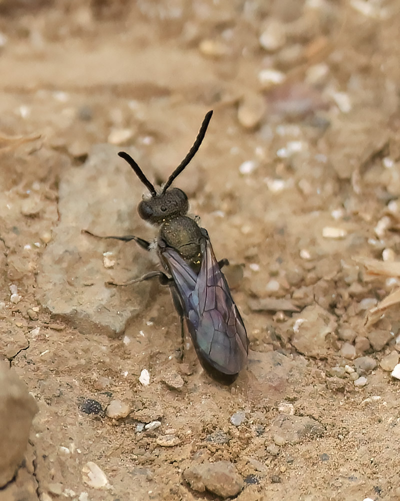 Lasioglossum morio?