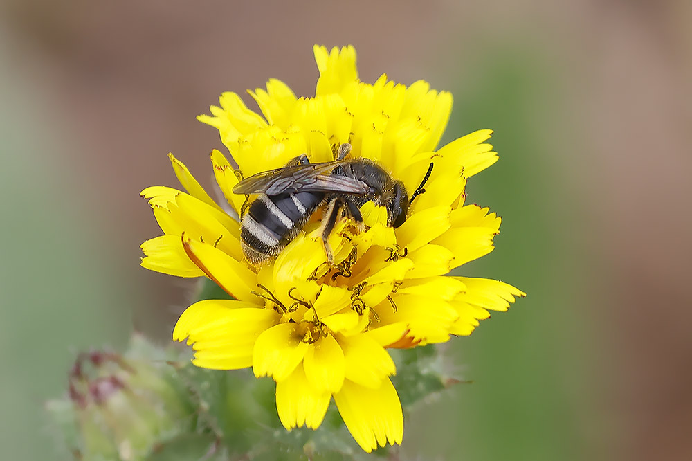 Lasioglossum leucozonium