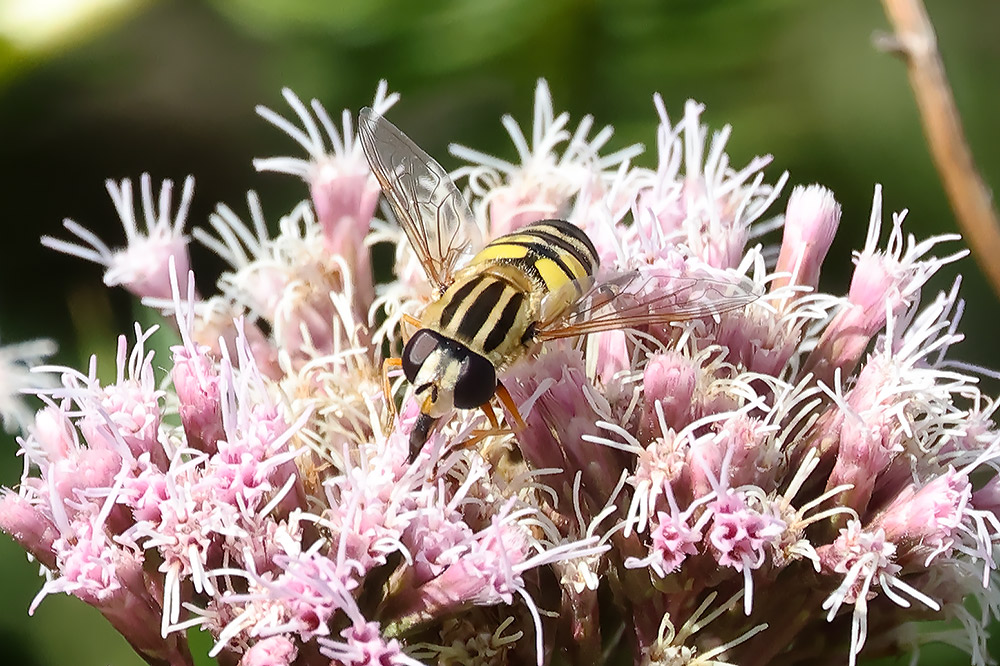 Lemon marsh fly