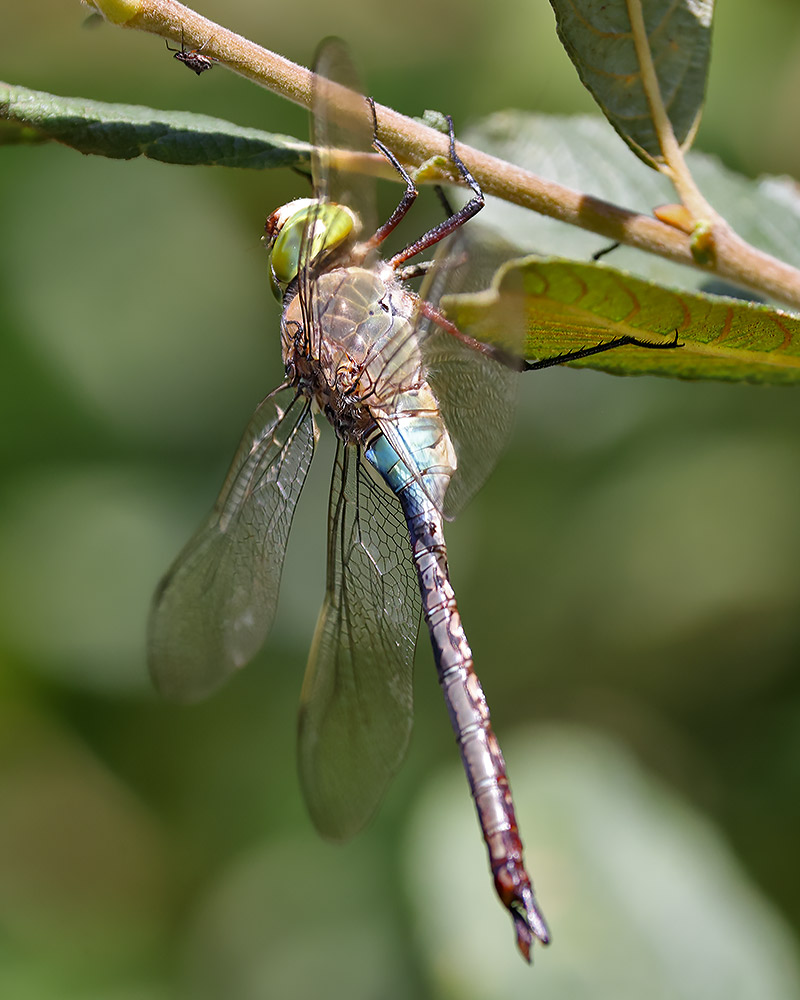 Lesser emperor