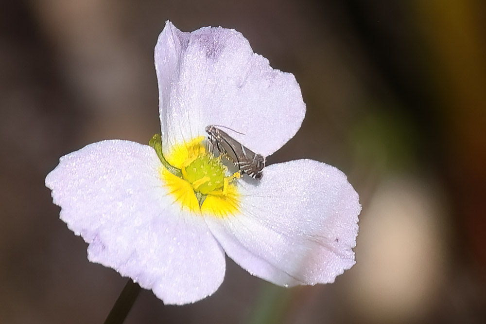 Cocksfoot moth on lesser water plantain