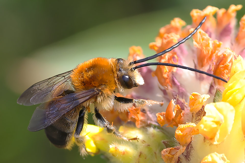 Long-horned bee