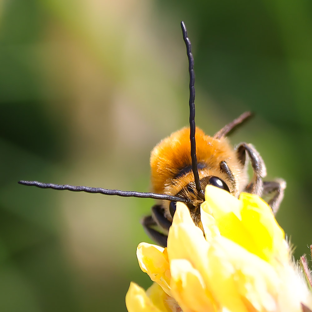 Long-horned bee