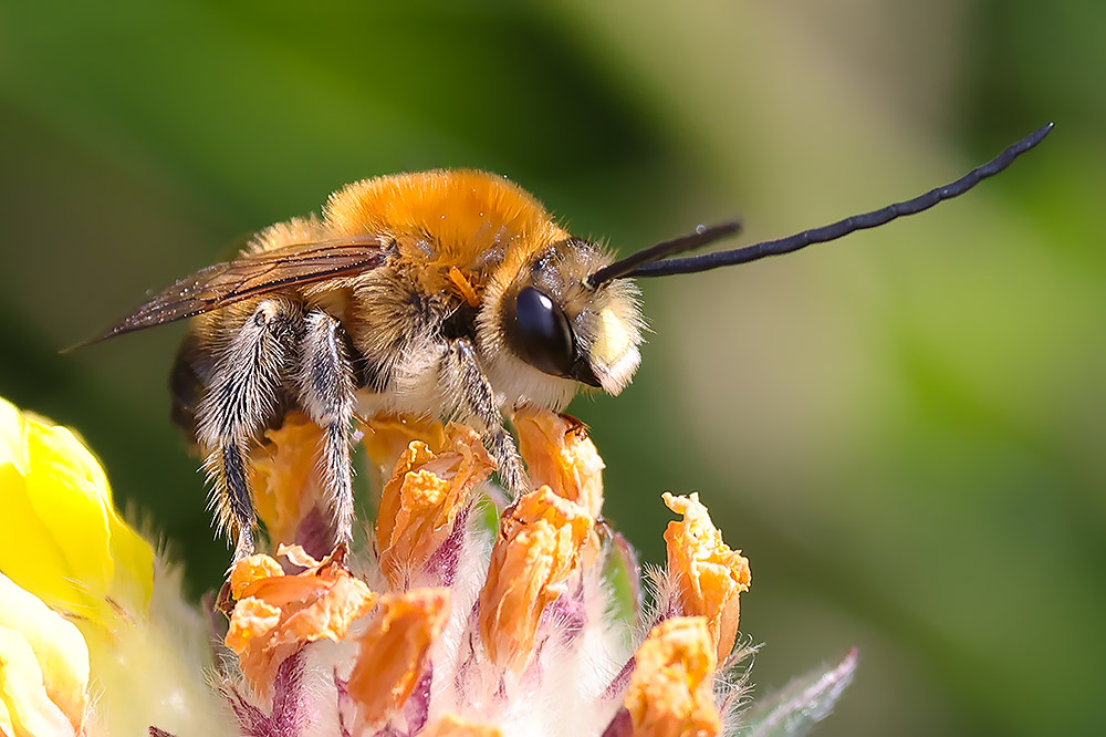 Long-horned bee