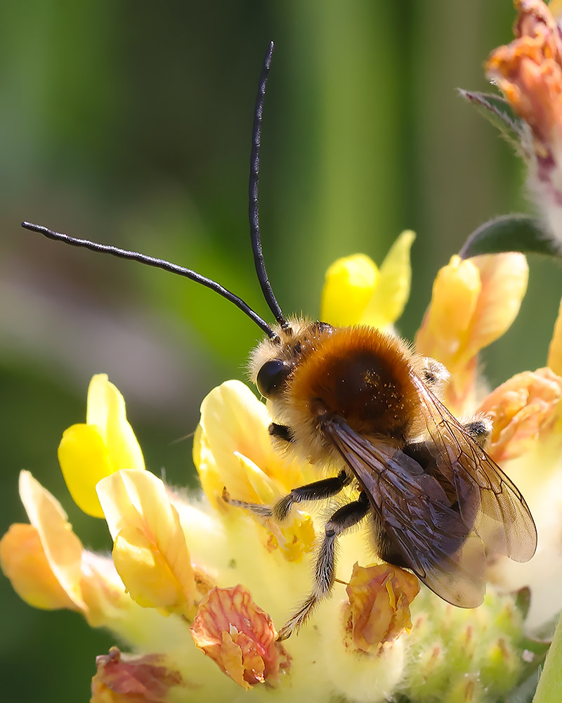 Long-horned bee