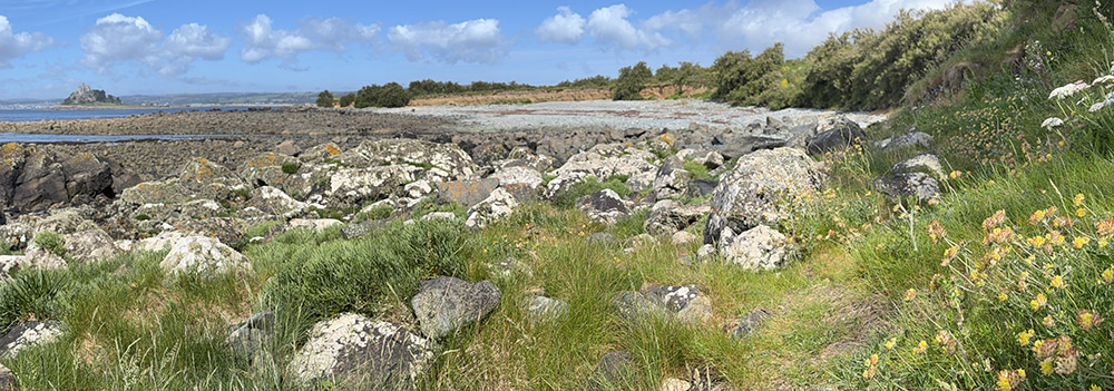 Long-horned bee habitat