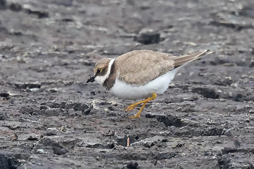 Little ringed plover