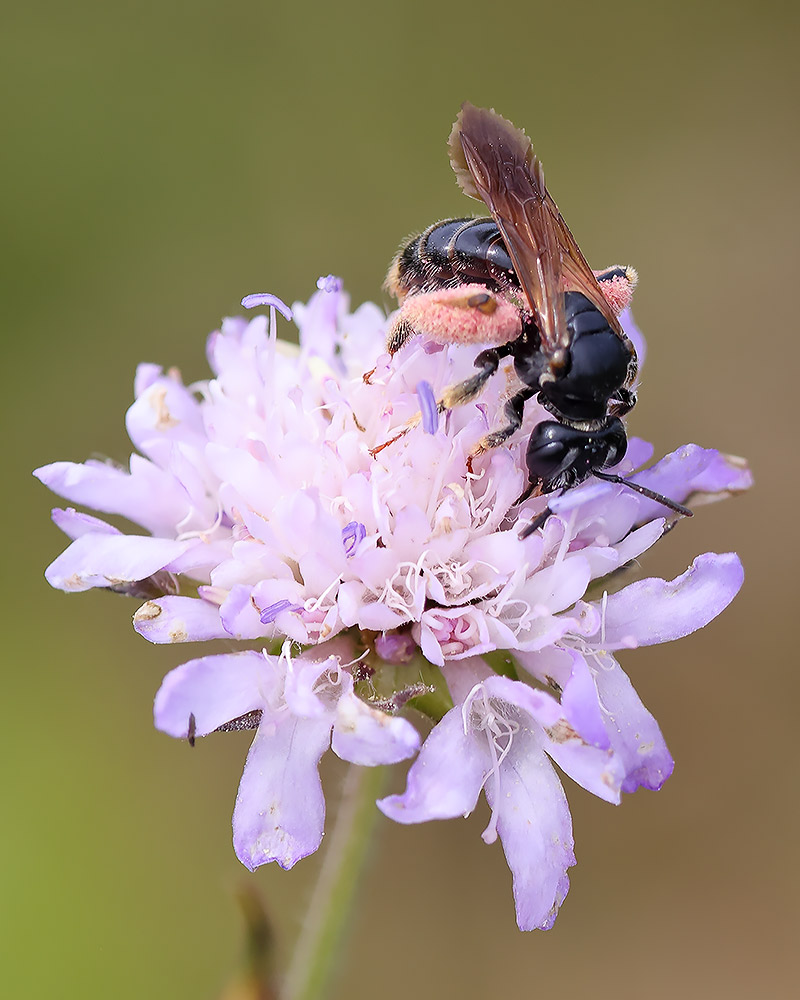 Large scabious bee