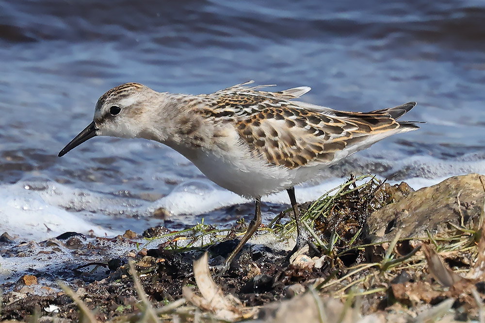 Little stint