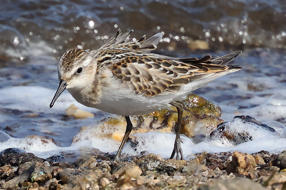 Little stint