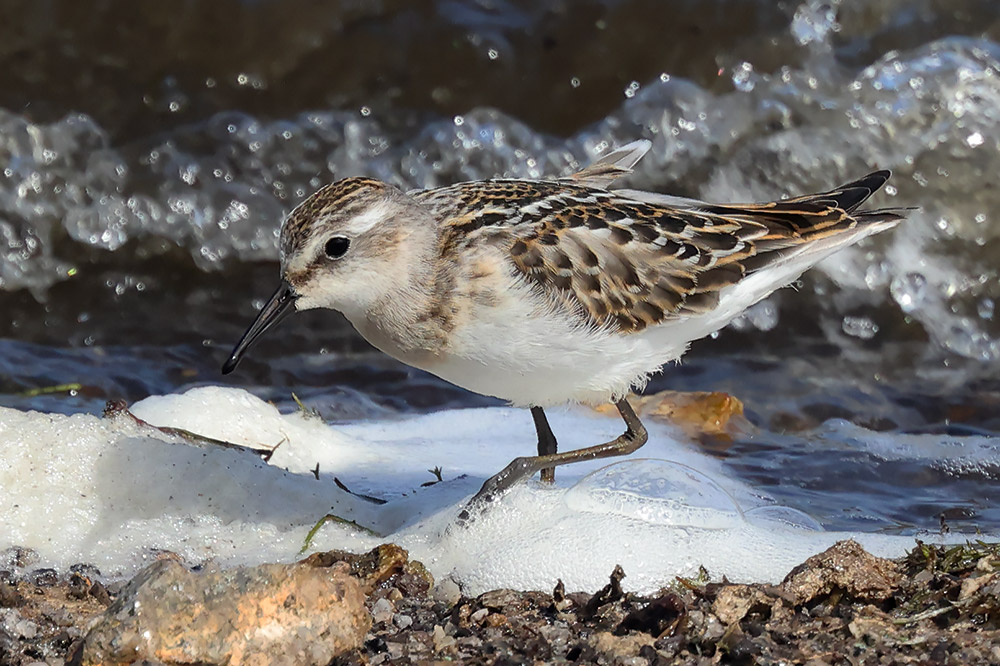 Little stint