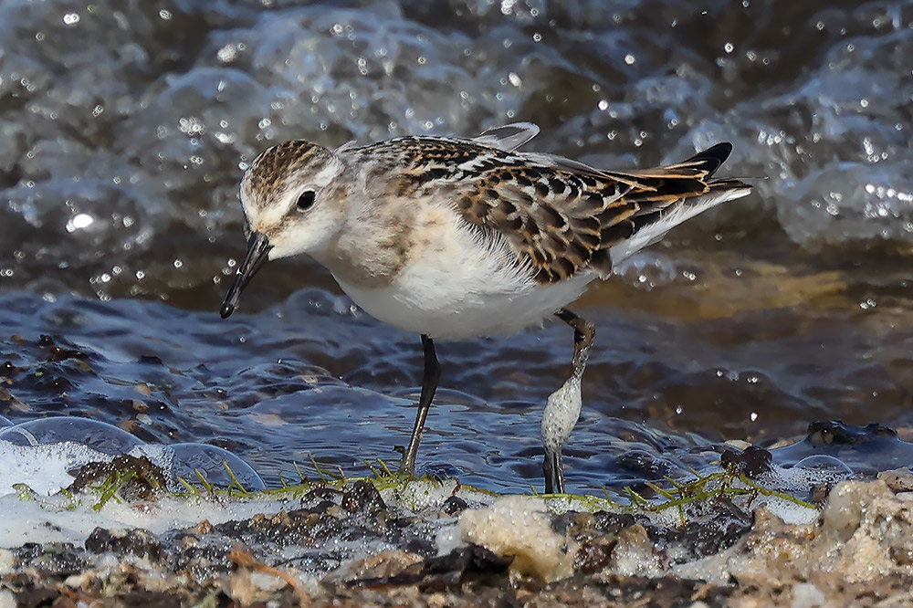 Little stint