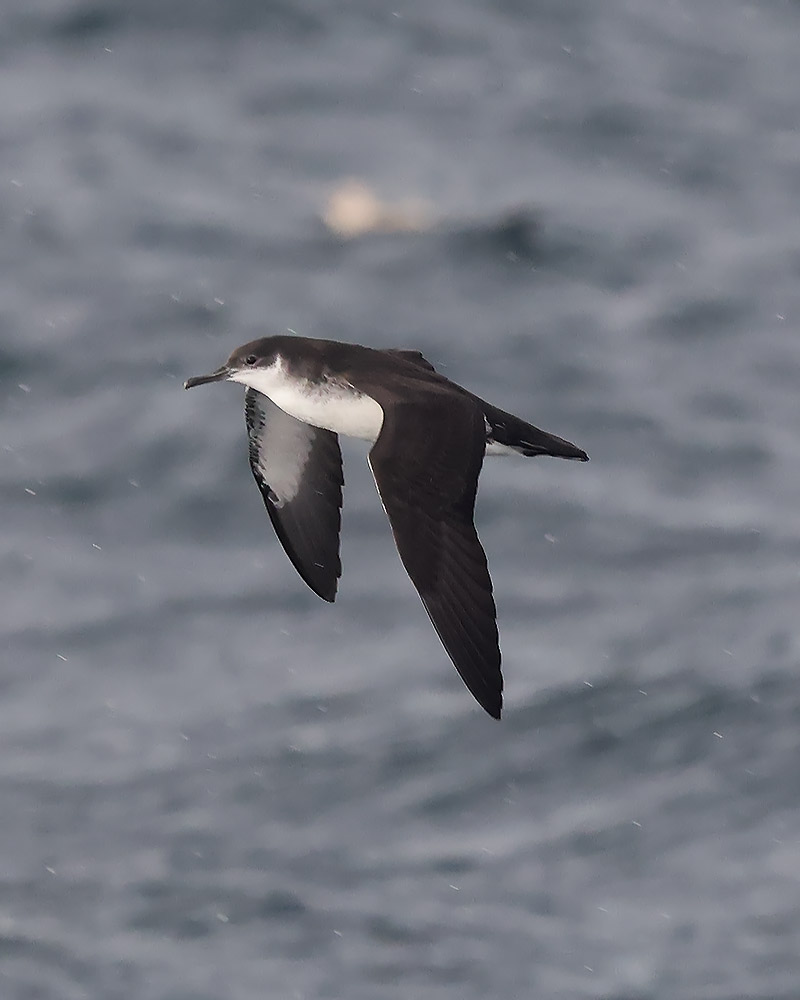Manx shearwater