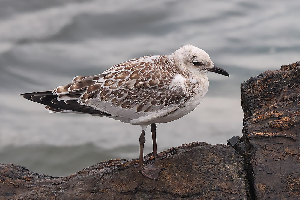 Mediterranean gull