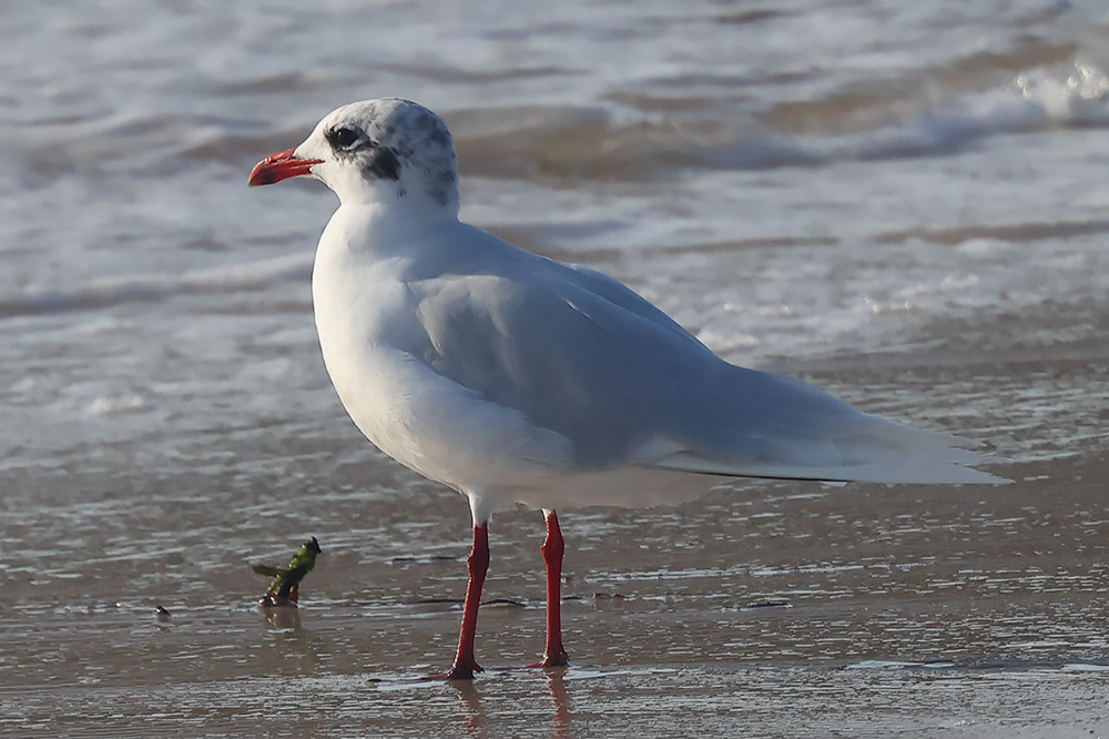 Mediterranean gull
