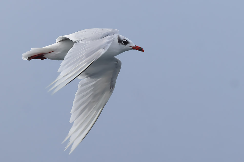 Mediterranean gull