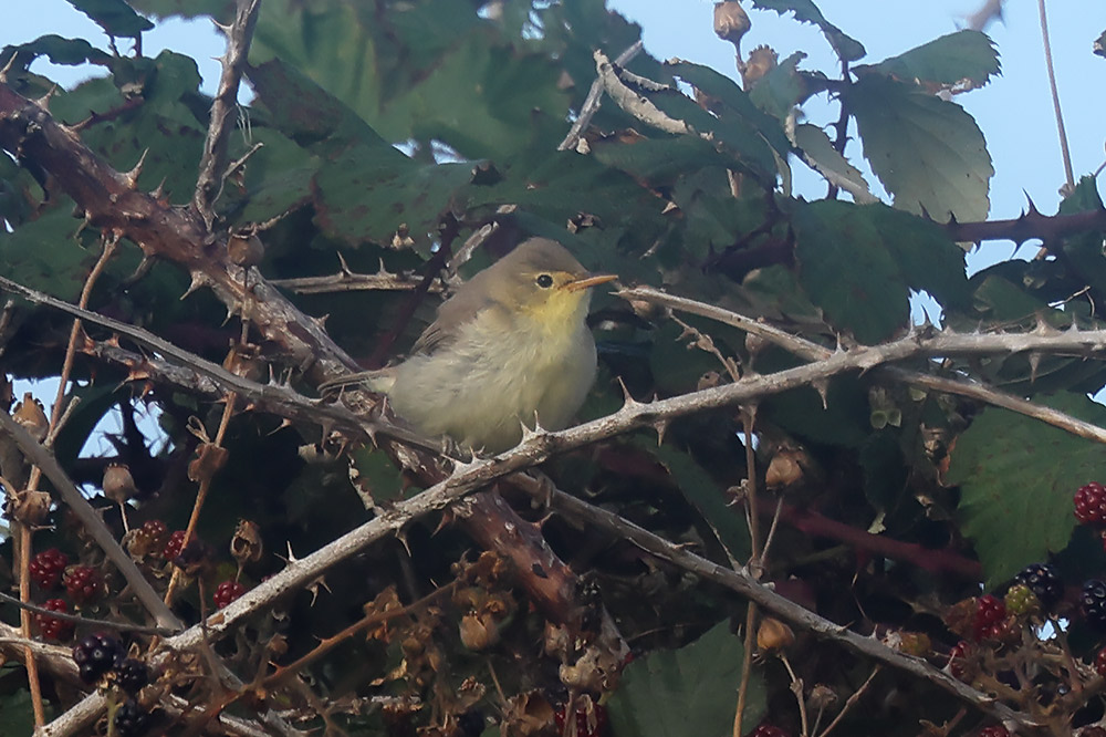 Melodious warbler
