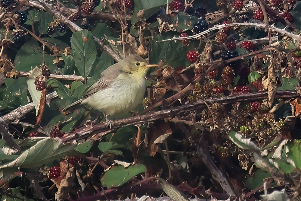 Melodious warbler